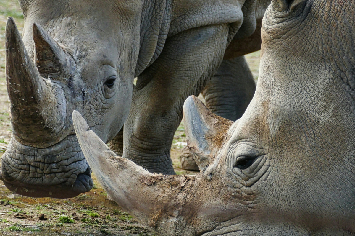 Носорозите са застрашени, защото хората ги убиват заради техните рогове. Снимка: Влад Кутепов, Unsplash