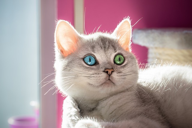 Снимка: Котка с хетерохромия от Pixabay