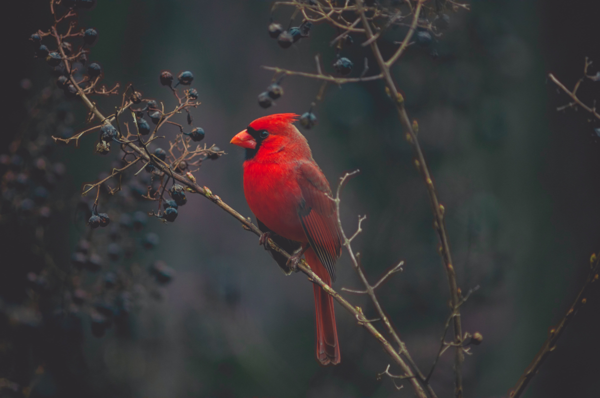 Червен кардинал, сниман от Tymothy Dyles, Unsplash