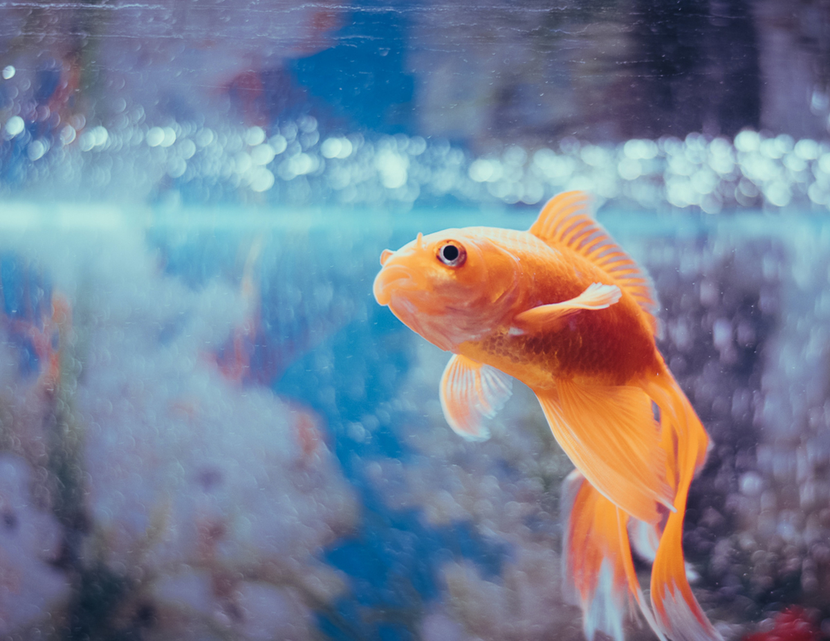 Риба управлява аквариум на колела?