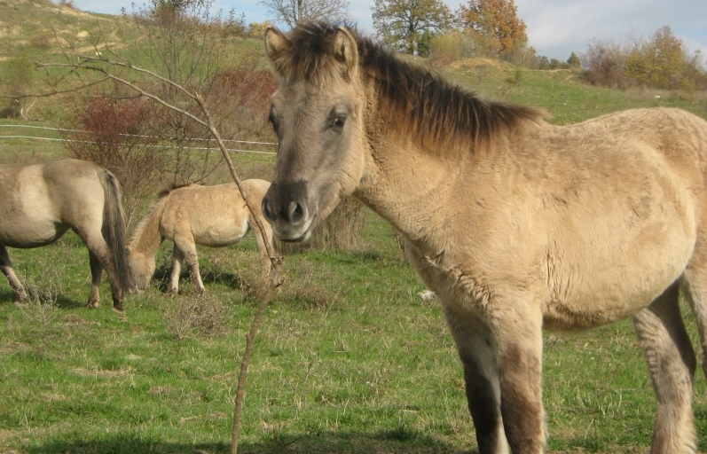 Сега Източните Родопи са единственото място в България, където се срещат потомци на волните диви коне. Снимка: madzharovo.com