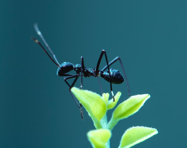 Мравките нямат носове, но усещат миризмите с антенките си. Снимка: Сиан Купър, Unsplash
