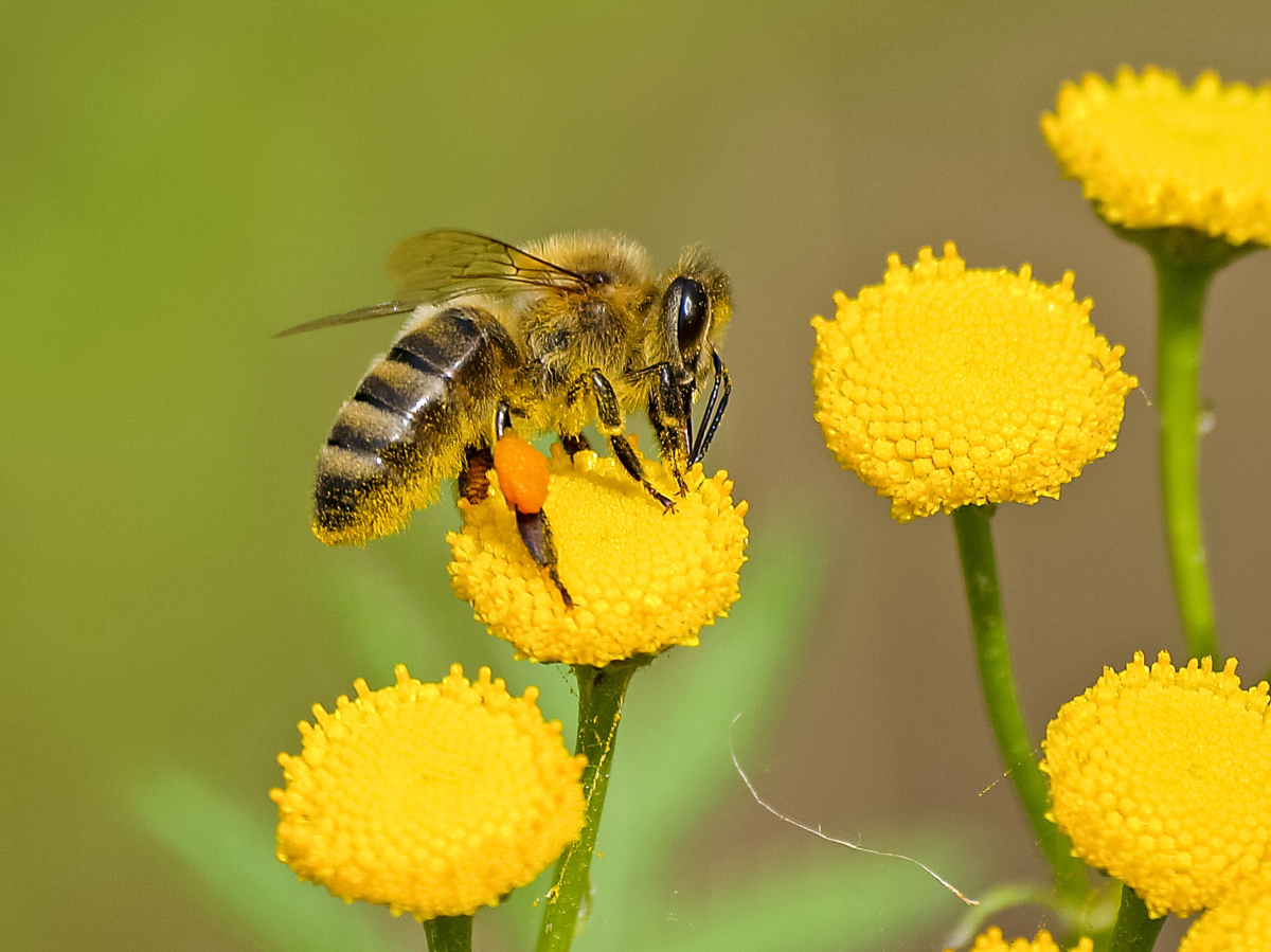Одобрена е първата ваксина за пчели