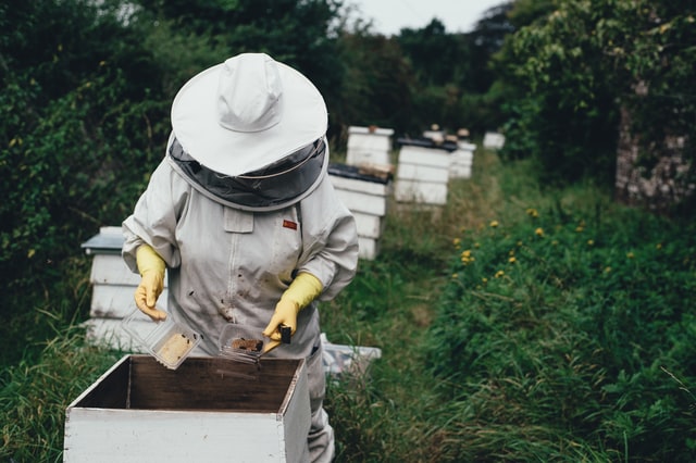 Пчеларите не само вземат меда на пчелите, те ги отглеждат през цялата година и се грижат за тях. Именно те съобщават, че пчелите са започнали масово да измират. Снимка Ани Спрат от Unsplash