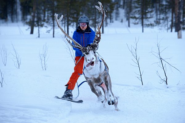 В Норвегия се проведе ежегодното надбягване със северни елени