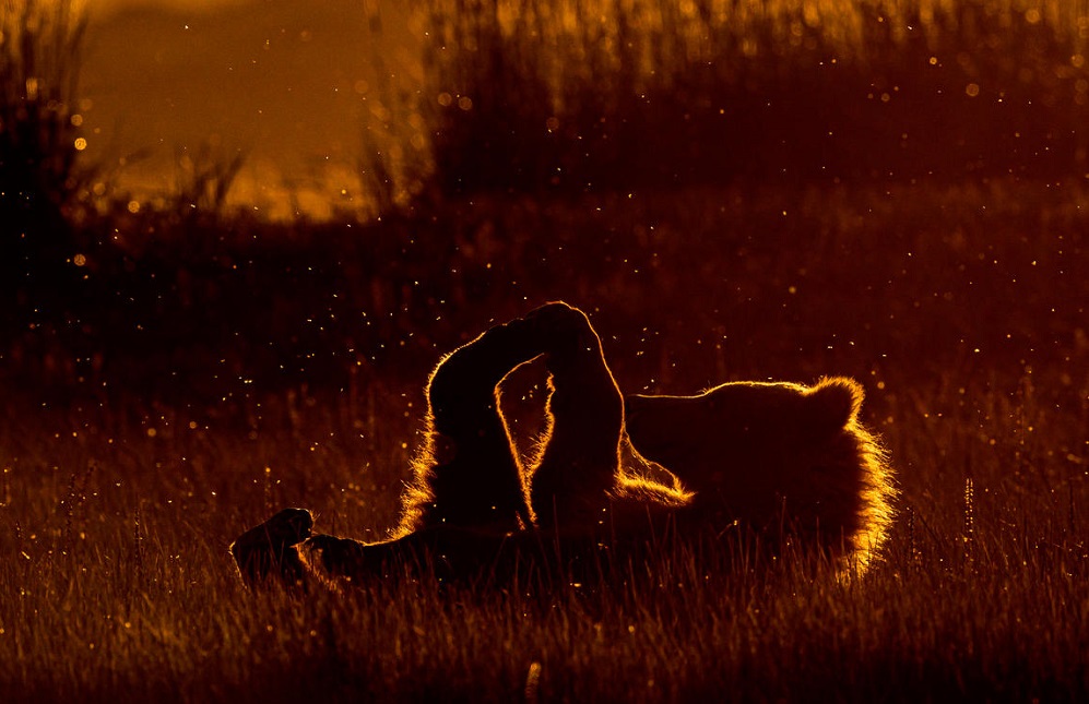 Снимка: WWF/ Мечките са защитен вид в България