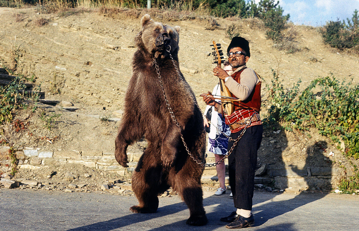 Мечкадар с "танцуваща" мечка. Снимка: Wikimedia Commons