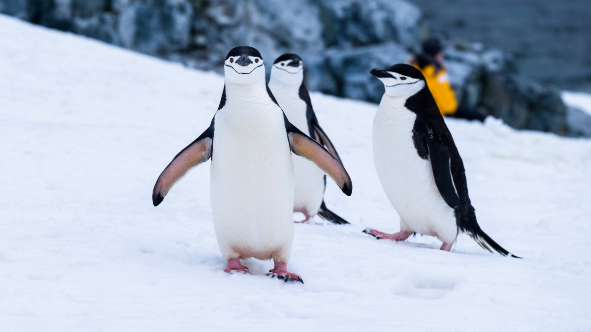 Антарктически пингвин с подбрадник. Снимка: Дерек Ойен, Unsplash