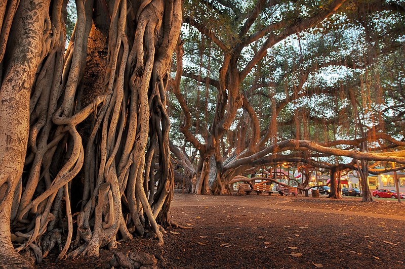Баняновото дърво в Лахейна на хавайския остров Мауи