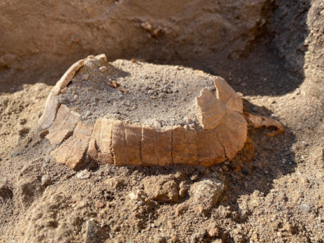 Археолозите в Помпей откриха костенурка и нейното яйце