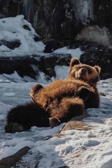 В Аляска започна седмицата на… дебелите мечки