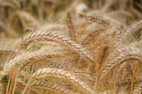 Внос-износ: Защо украинското зърно ядоса българските земеделци?