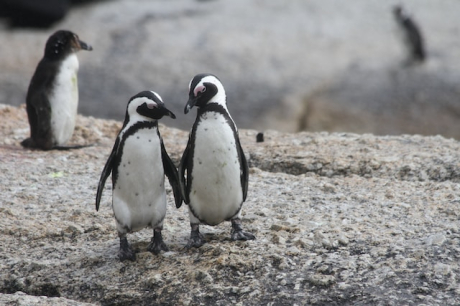 Южноафриканските пингвини: „Познах те по точките!“