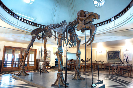 От „слон“ до муха – праисторическите зверове в музеите на София