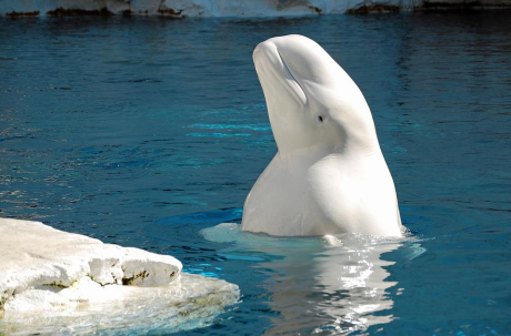 Как китът белуга стигна от ледените води на океана до река Сена във Франция?