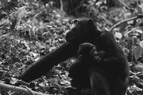 Доказано за пръв път: шимпанзетата в джунглата копаят кладенци