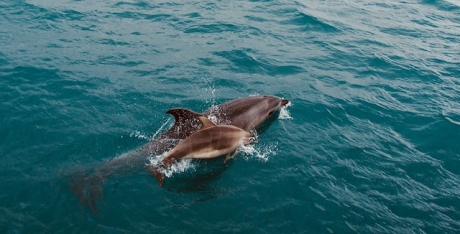Майките делфинки говорят по бебешки