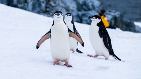 Ех, тези пингвини! Дрямка за 4 секунди