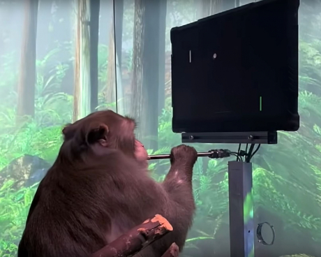Маймуна играе компютърна игра с мисълта си
