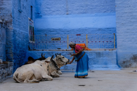 Индия иска да замени Св. Валентин с Ден за прегръщане на крави