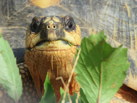 Историята на костенурката Тортил, или защо нашата любов към животните понякога им вреди